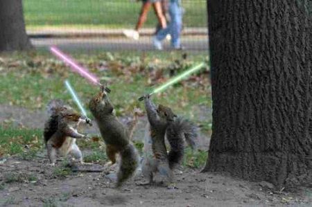jedi_squirrels_with_lightsabers1